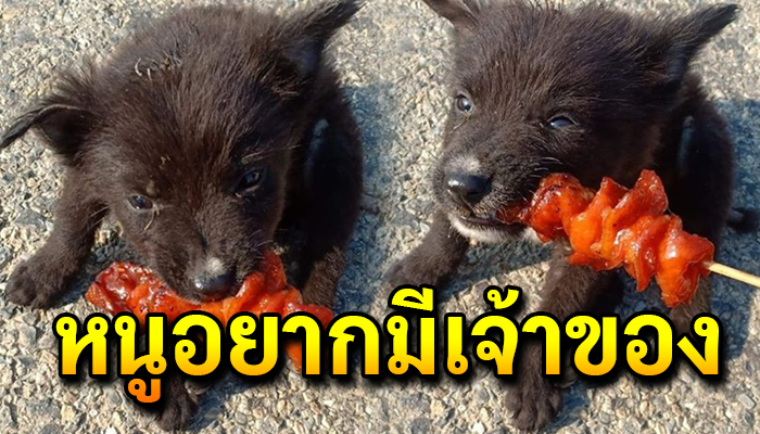 ลูกหมาตัวน้อยเดินเร่ร่อน เจอคนใจดีเอาอาหารให้ ร้องเสียงหลงดีใจ