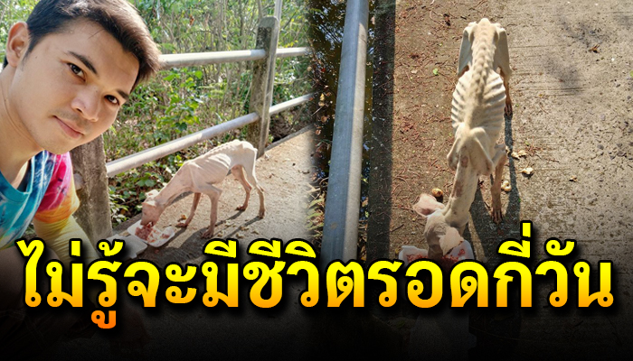 หนุ่มเจอหมาผอมเหมือนไม่ได้กินอะไรมาหลายวันตัดสินใจปั่นจักรยานซื้ออาหารให้ชุดใหญ่
