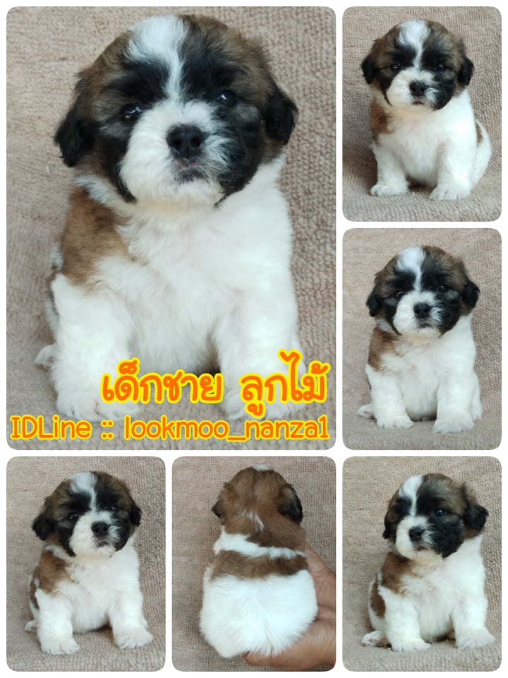 ชิสุแท้!!!! 3สี