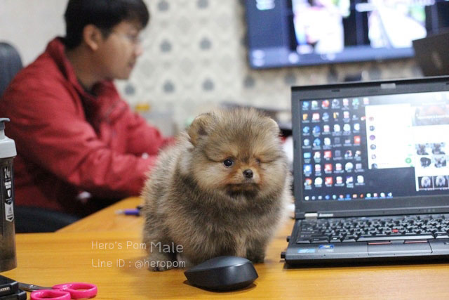 ขายปอมหน้าหมี
