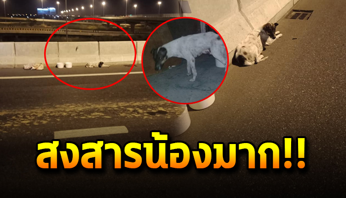 เฝ้ารออย่างตาละห้อย หลังถูกเอามาปล่อยทิ้ง รอว่าเจ้าของจะกลับมา