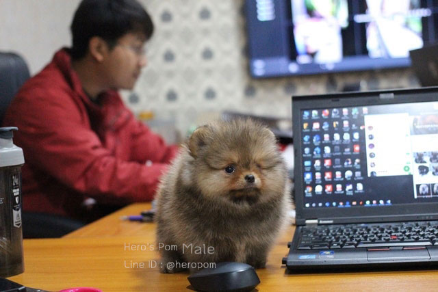 ขายปอมหน้าหมี