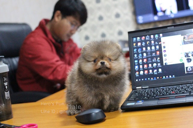 ขายปอมหน้าหมี