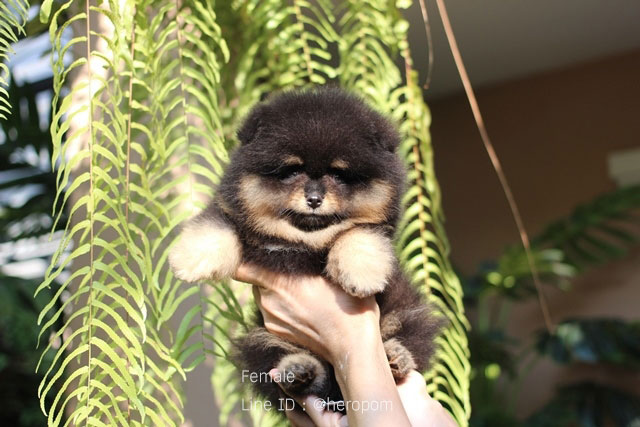ซื้อปอมอย่างไรไม่ให้ถูกหลอก