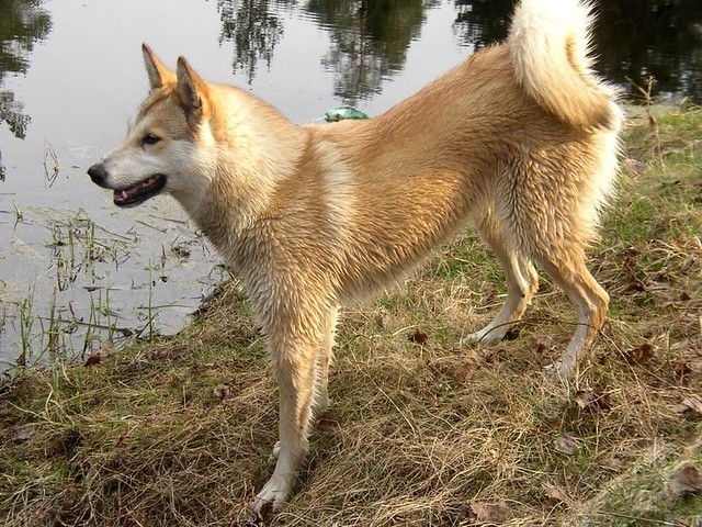 สุนัขสายพันธุ์ เวสต์ไซบีเรียนไลกา (West Siberian Laika)
