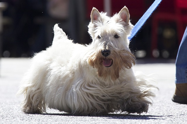 สุนัขสายพันธุ์ สกอตทิช เทอร์เรียร์ (Scottish Terrie)