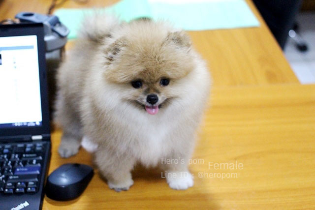 ขายปอมหน้าหมี