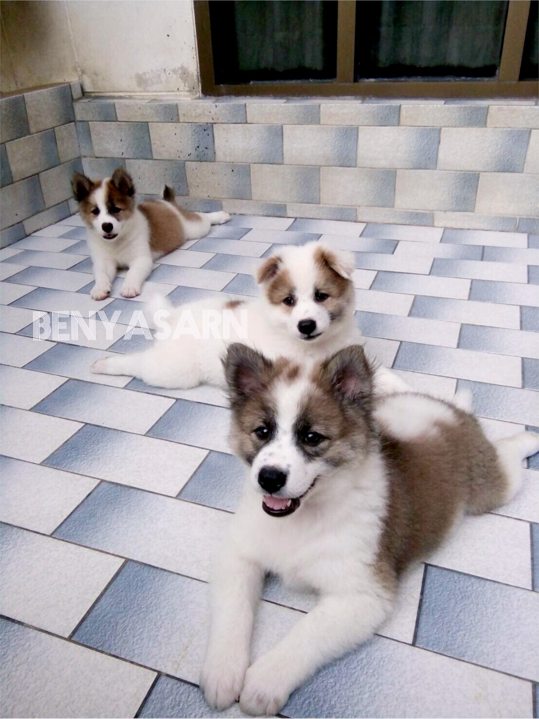 พร้อมย้ายบ้าน 3 สาวบางแก้วแท้