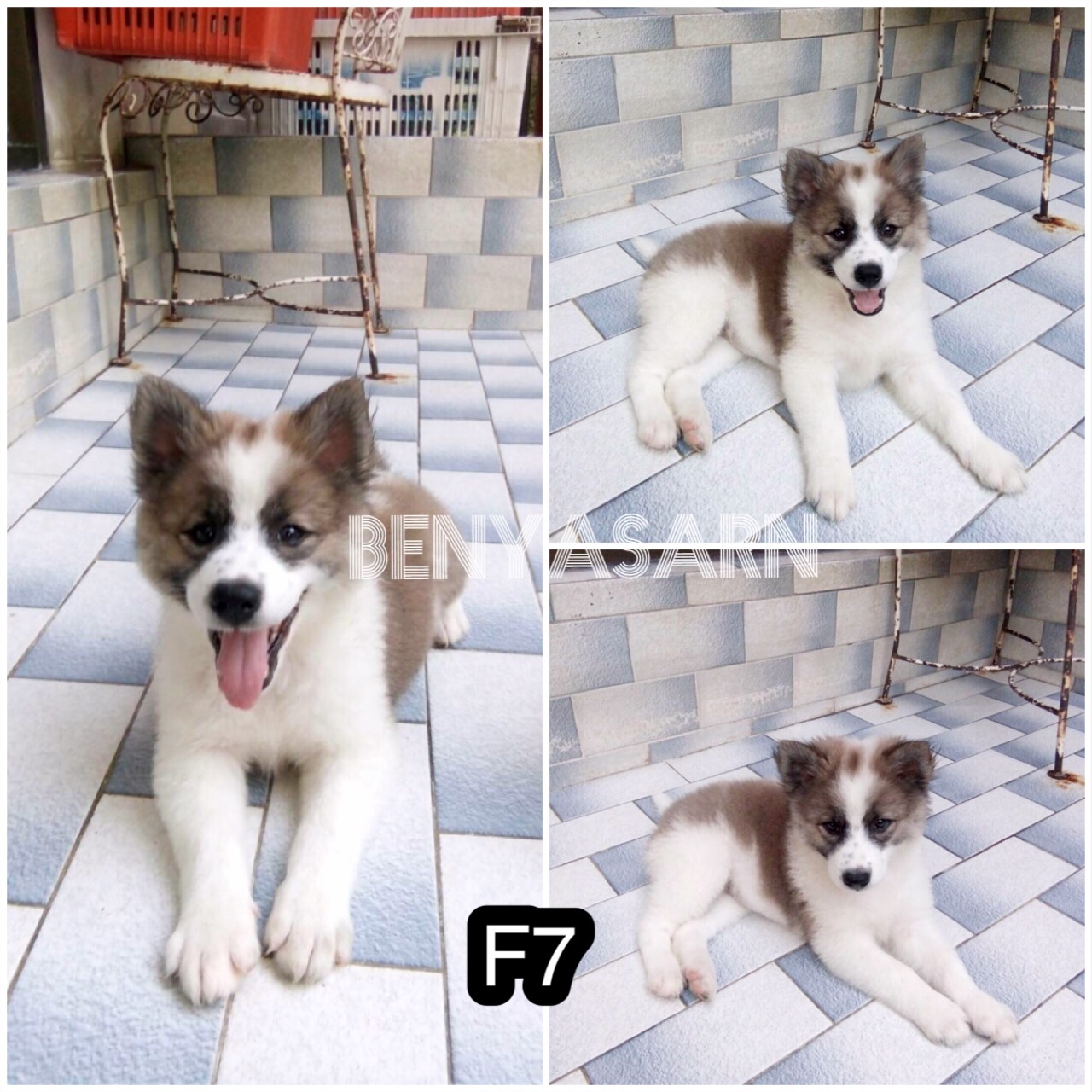 พร้อมย้ายบ้าน 3 สาวบางแก้วแท้