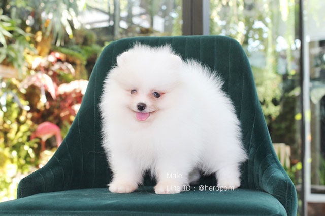 ขายปอมหน้าหมี สีขาว ราคาไม่แพง