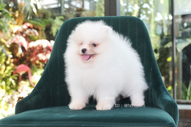ขายปอมหน้าหมี สีขาว ราคาไม่แพง