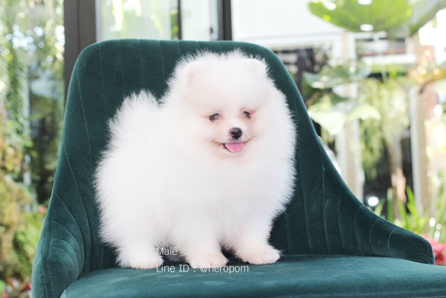 ขายปอมหน้าหมี สีขาว ราคาไม่แพง