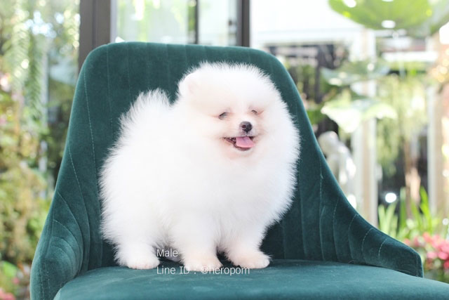 ขายปอมหน้าหมี สีขาว ราคาไม่แพง