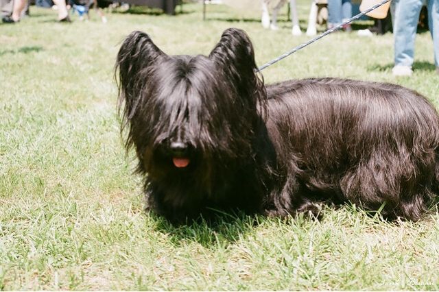 สุนัขสายพันธุ์ สกาย เทอร์เรียร์ (Skye Terrier)