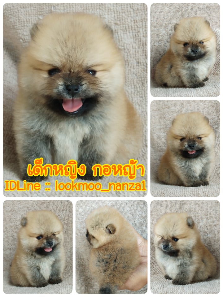 ปอมแท้ราคาเบาๆ