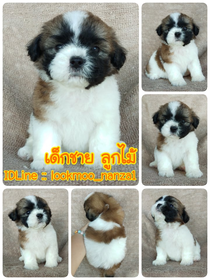 ชิสุแท้!!!! 3สี