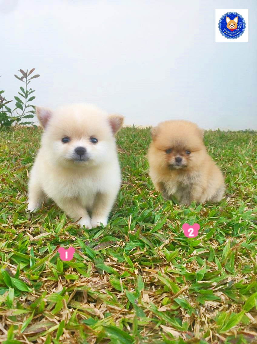 ปอมเมอเรเนียนเพศเมีย(ไซส์เล็ก) 5500 บาท