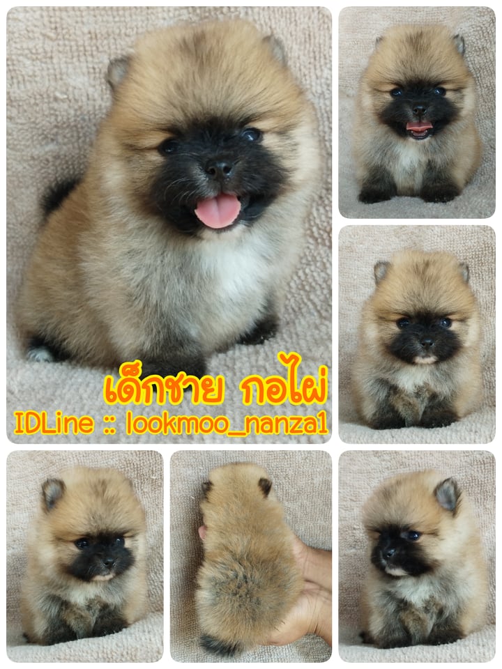 ปอมแท้ ราคาเบา