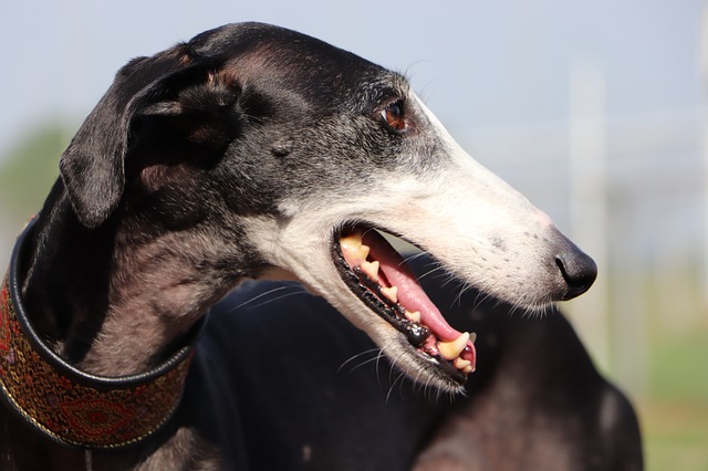 สุนัขสายพันธุ์ สเปนิช เกรย์ฮาวนด์ (Spanish Greyhound)