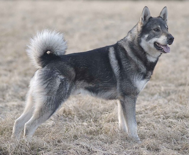 สุนัขสายพันธุ์ สวีดิช เอลก์ฮาวนด์ (Swedish Elkhound)