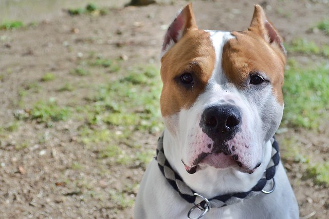 สุนัขสายพันธุ์ อเมริกัน สแตฟฟอร์ดไชร์ เทอร์เรียร์ (American Staffordshire Terri)