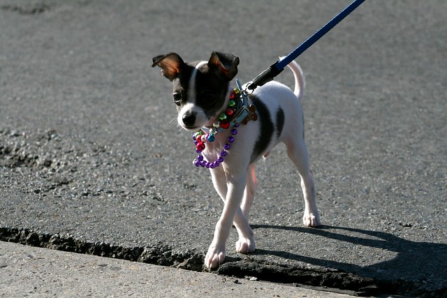 สุนัขสายพันธุ์ อเมริกัน ทอย เทอร์เรียร์ (American Toy Terrier)