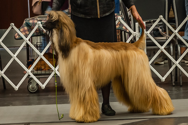 สุนัขสายพันธุ์ อัฟกัน ฮาวนด์ (Afghan Hound)