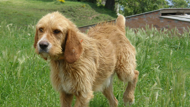 สุนัขสายพันธุ์ ออตเทอร์ ฮาวนด์ (Otter Hound)