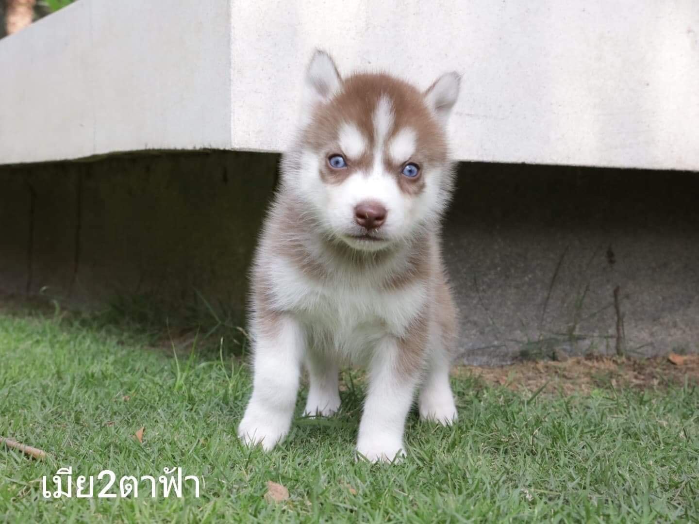 #ขายลูกสุนัขไซบีเรียนฮัสกี้