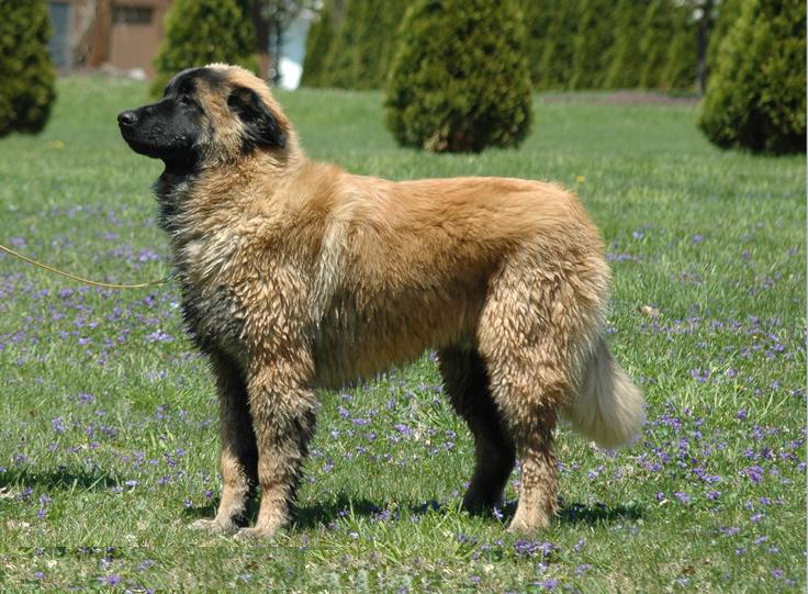 สุนัขสายพันธุ์ เอสทรีลา เมาน์เทน (Estrela Mountain Dog)