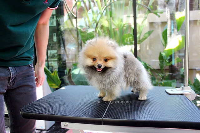 ขายปอมหน้าหมี
