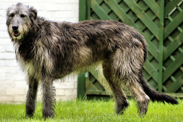 สุนัขสายพันธุ์ ไอริช วูล์ฟฮาวนด์ (Irish Wolfhound)