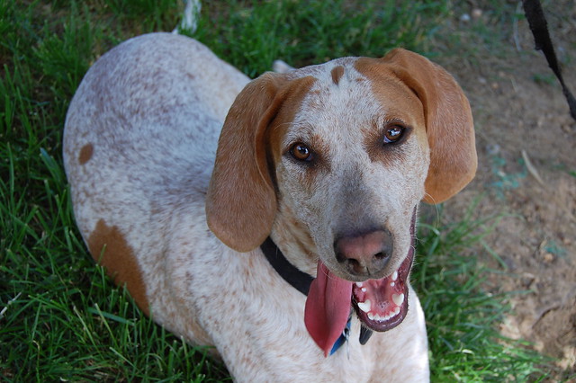 สุนัขสายพันธุ์ อิงลิช คูนฮาวนด์ (English Coonhound)