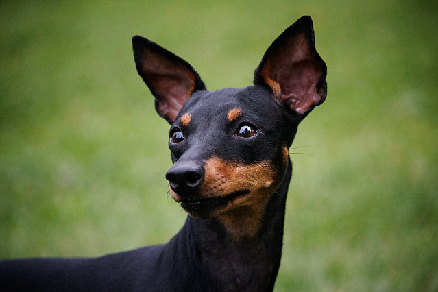 สุนัขสายพันธุ์ อิงลิช ทอย เทอร์เรียร์ (English Toy Terrier)
