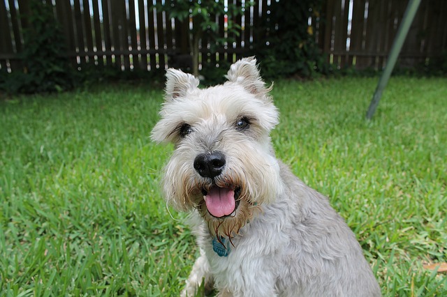 สุนัขสายพันธุ์ มินิเอเจอร์ ชเนาเซอร์ (Miniature Schnauzer)