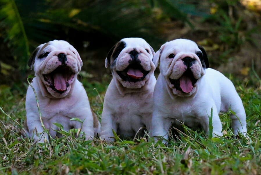 3 สาว 2 หนุ่ม เพ็ดดีกรีเต็มใบ อายุ 38วัน (ขายแล้ว3สาว)