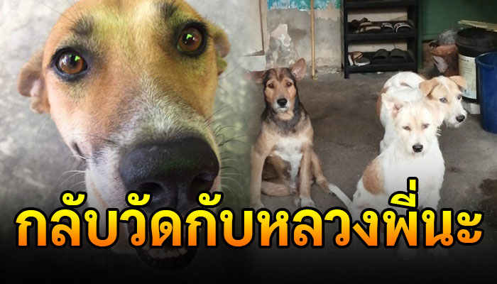 รอยยิ้มสุดท้ายของน้องน้ำหวาน หมาจรที่ชอบมายิ้มให้เวลาไปขายของ