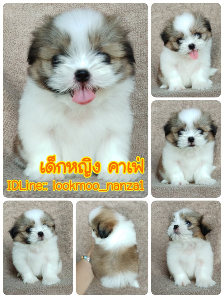 ชิสุแท้!!!! 3สี