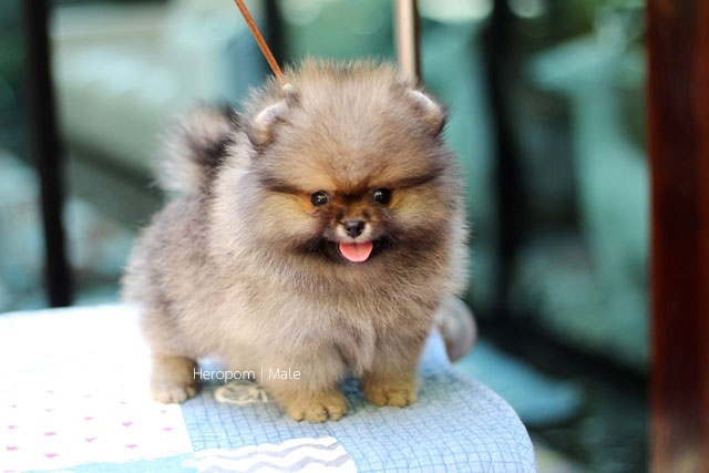 ขายปอมเพศผู้ยิ้มหวานๆๆๆๆ