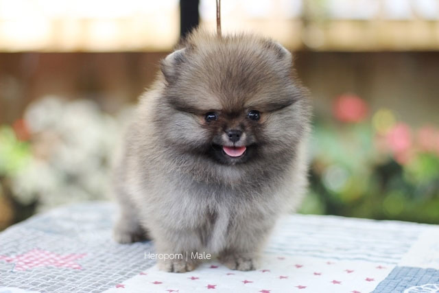 ขายปอมเพศผู้ยิ้มหวานๆๆๆๆ