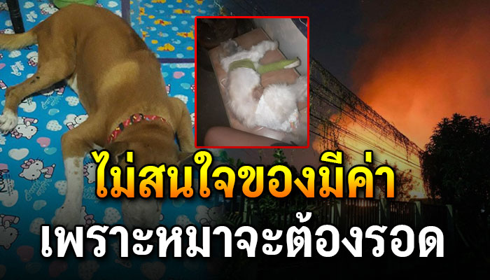 สาววิ่งฝ่ากองเพลิงเข้าไปช่วยหมาร่วม4ชีวิต ไม่สนใจของมีค่าเพราะหมาจะต้องรอด