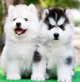 -ขายไซบีเรียนฮัสกี้ เกรดดี hi-end มีให้เลือกทุกสีทั้ง ขนสั้นและขนยาว นิสัยดีไม่