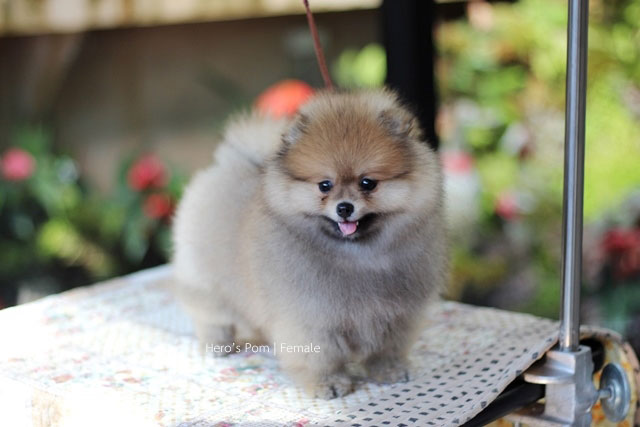 ขายปอมหน้าหมี  น่ารักมาก