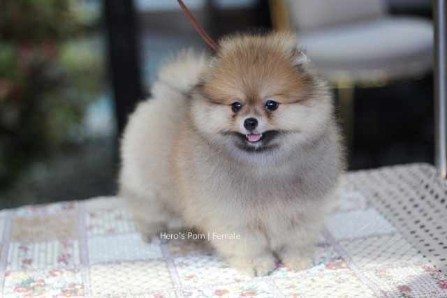 ขายปอมหน้าหมี  น่ารักมาก