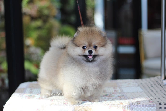 ขายปอมหน้าหมี  น่ารักมาก