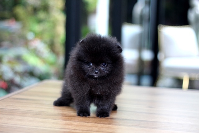 ขายปอมหน้าหมี  สีดำๆ  น่ารักมากๆๆครับ