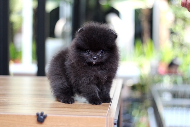 ขายปอมหน้าหมี  สีดำๆ  น่ารักมากๆๆครับ