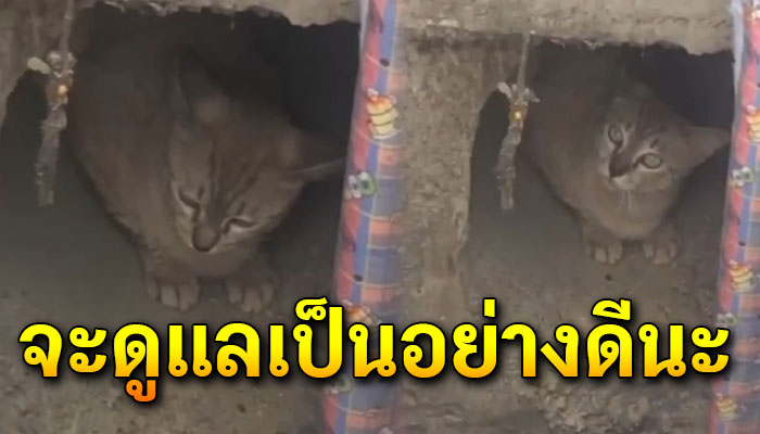 ทาสแมวเฮช่วยได้แล้วกับชีวิตบนโลกครั้งแรก ของแมวที่อาศัยอยู่ในท่อมาตลอดทั้งชีวิต