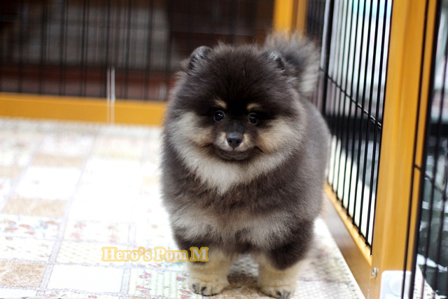 ปอมเมอเรเนียน สี ขนแน่น