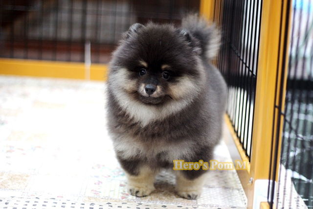 ปอมเมอเรเนียน สี ขนแน่น